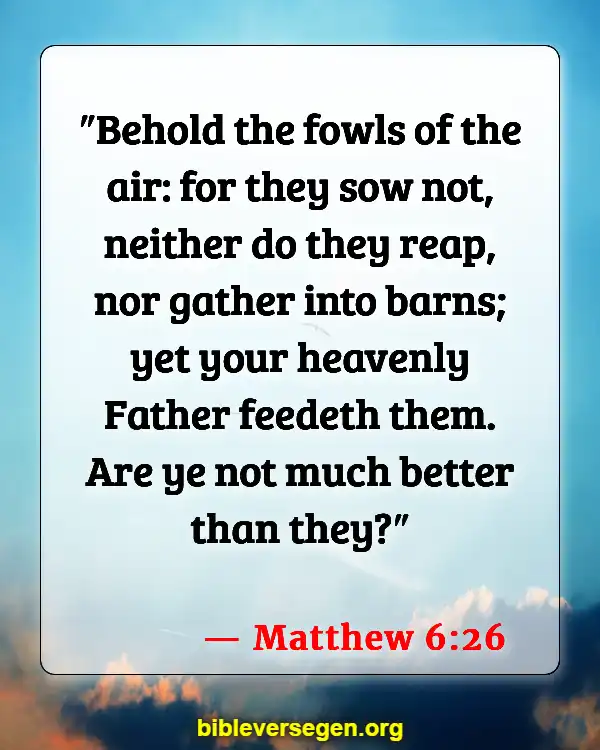 Bible Verses About Animals In Heaven (Matthew 6:26)